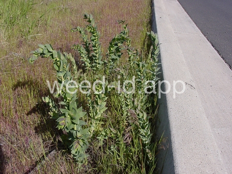 toadflax, Dalmatian